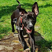 Baki a rejoint le concours — aidez-le/la à gagner de superbes lots ! black_dog, canine, collar, daylight, dog, ears, energetic, grass, greenery, happy, harness, nature, outdoor, pathway, pet, playful, running, summer, sunlight, tongue_out