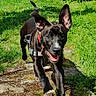 black_dog, canine, collar, daylight, dog, ears, energetic, grass, greenery, happy, harness, nature, outdoor, pathway, pet, playful, running, summer, sunlight, tongue_out