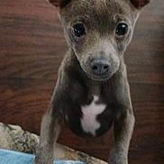 Rylie is registered to the contest to win money with this photo: dog, puppy, ears, paws, person, jeans, shirt, floor, wood, closeup, pet, animal, cute, curious, indoor, looking, standing, small, brown, white_patch
