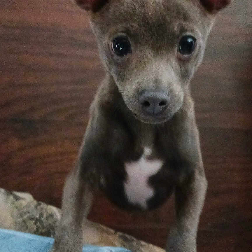 Rylie