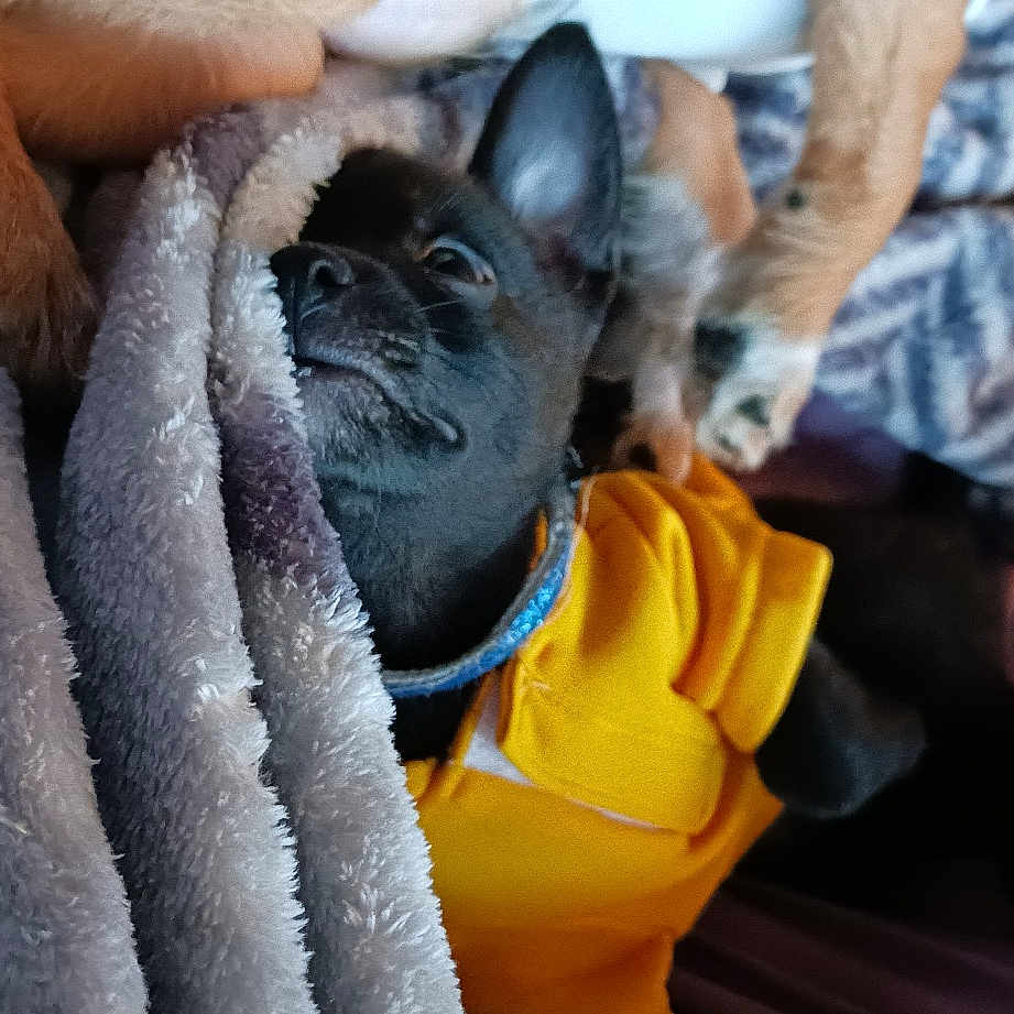Baby Bear