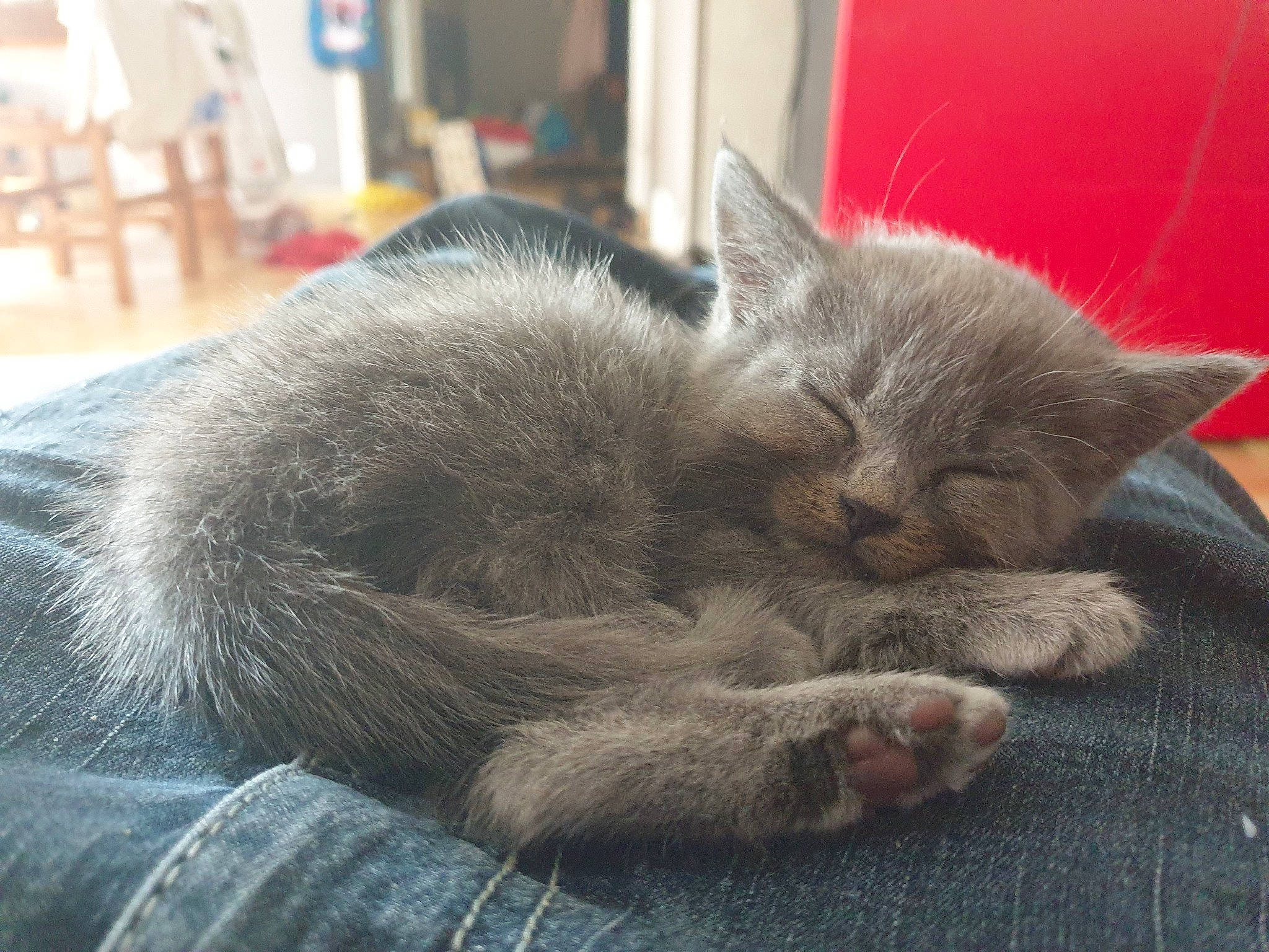 Rictusempra participe au concours pour gagner de l'argent avec cette photo : asian, british_semi_longhair, british_shorthair, carnivore, cat, chartreux, domestic_short_haired_cat, european_shorthair, felidae, kitten, korat, mammal, nap, nebelung, russian_blue, sleep, small_to_medium_sized_cats, snout, vertebrate, whiskers