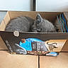 Rictusempra a rejoint le concours — aidez-le/la à gagner de superbes lots ! box, british_shorthair, cardboard, carnivore, carton, cat, cat_supply, chartreux, domestic_short_haired_cat, felidae, kitten, korat, nebelung, packaging_and_labeling, russian_blue, small_to_medium_sized_cats, whiskers