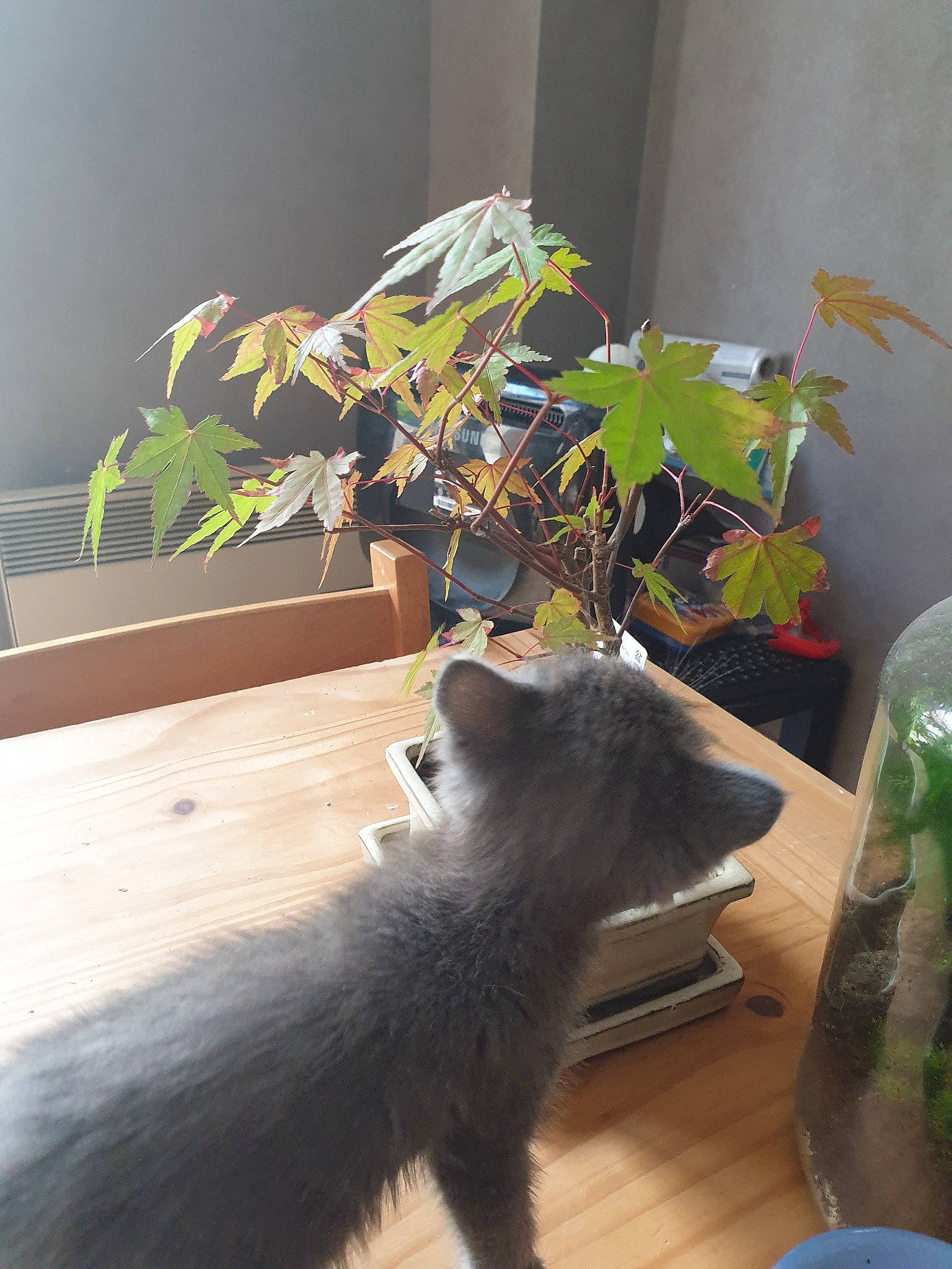 Rictusempra participe au concours pour gagner de l'argent avec cette photo : carnivore, cat, felidae, flowerpot, houseplant, leaf, nebelung, plant, room, russian_blue, small_to_medium_sized_cats, tail, tree, whiskers, wood