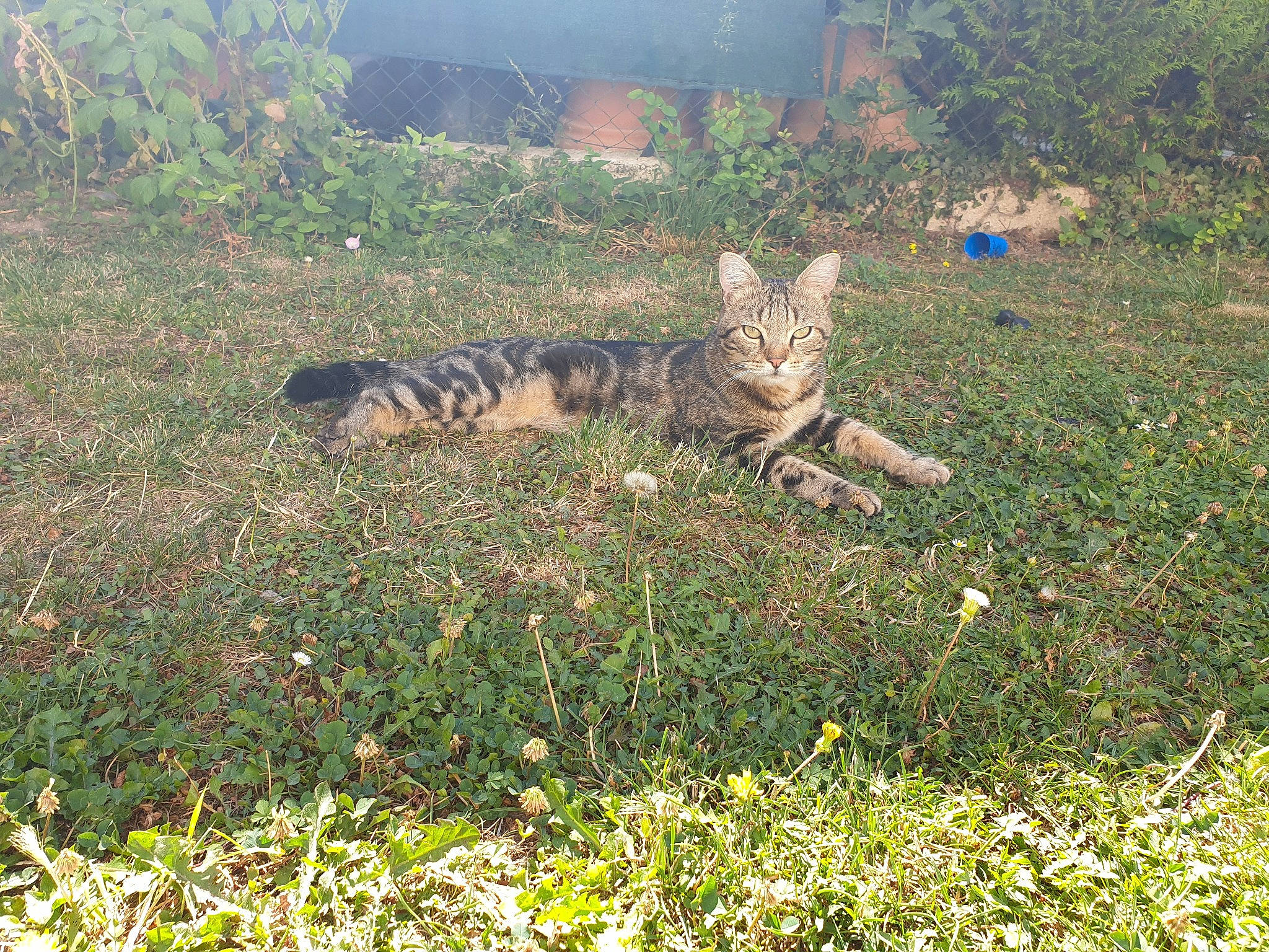 Pixel a rejoint le concours — aidez-le/la à gagner de superbes lots ! bengal, carnivore, cat, domestic_short_haired_cat, european_shorthair, felidae, grass, mammal, small_to_medium_sized_cats, sokoke, tabby_cat, toyger, wild_cat, wildlife