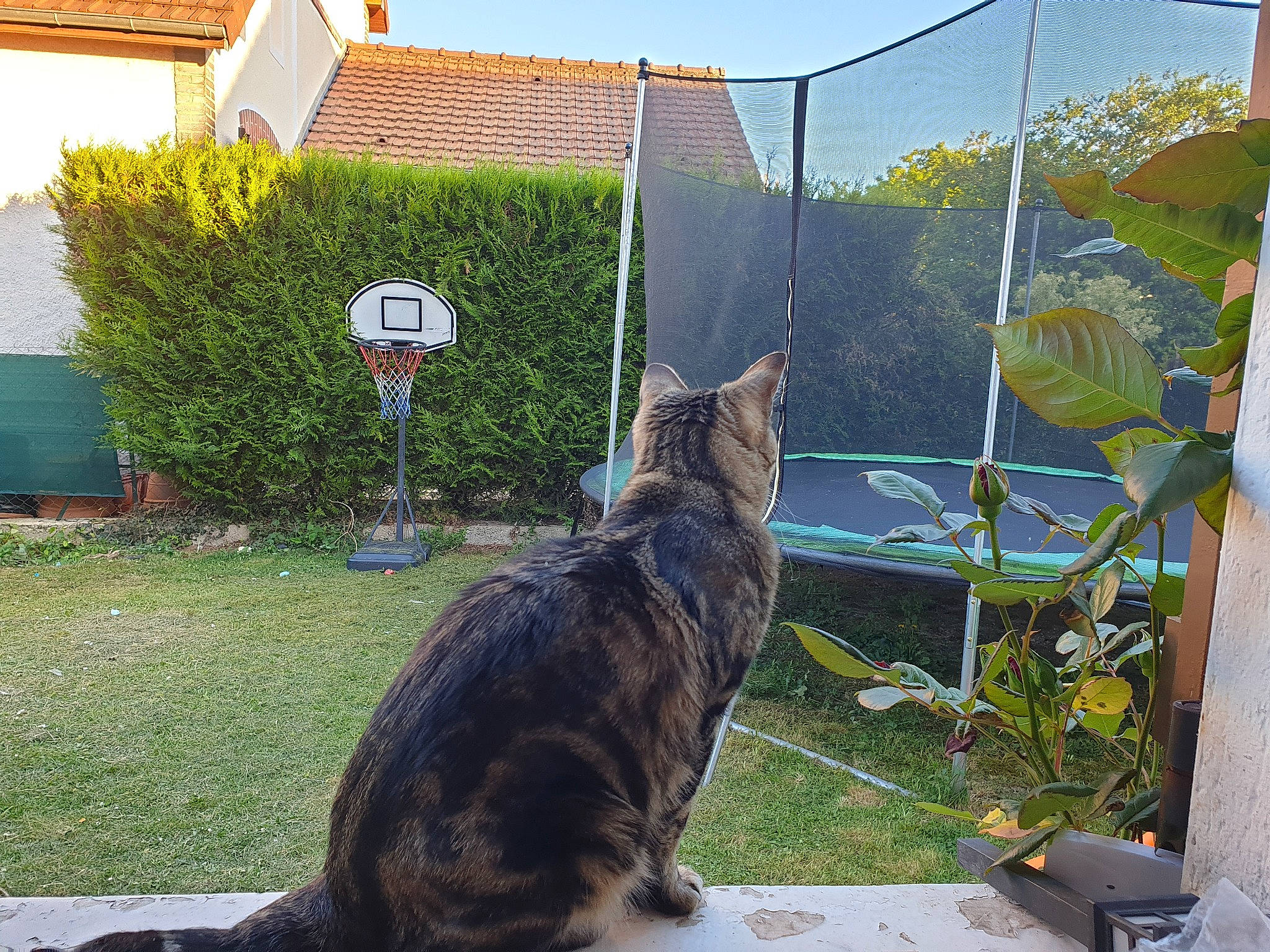 Pixel a rejoint le concours — aidez-le/la à gagner de superbes lots ! carnivore, cat, domestic_short_haired_cat, european_shorthair, felidae, german_rex, grass, home, house, plant, shrub, small_to_medium_sized_cats, tabby_cat, tail, tree, whiskers