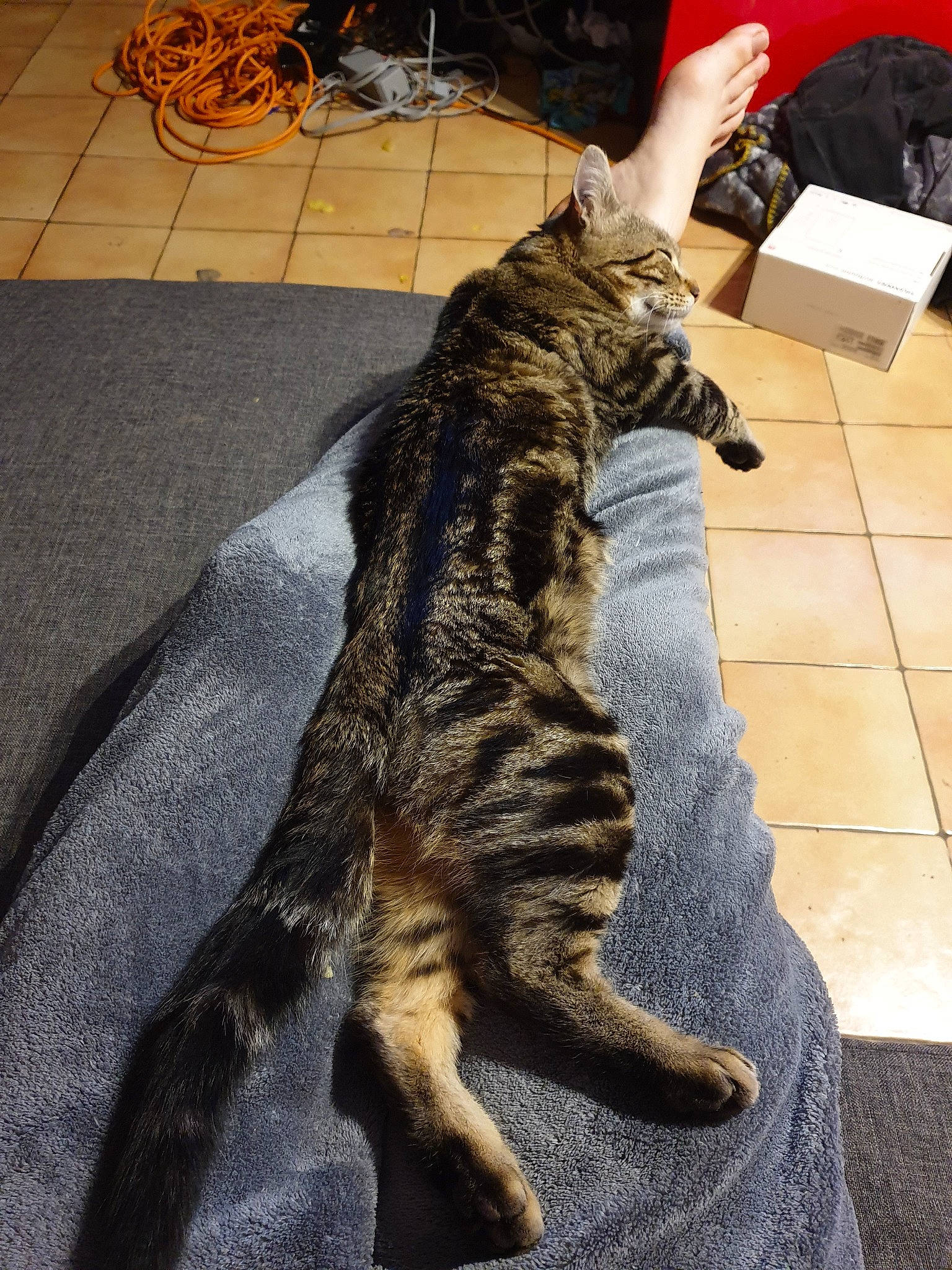 Pixel a rejoint le concours — aidez-le/la à gagner de superbes lots ! american_shorthair, asian, california_spangled, carnivore, cat, claw, domestic_short_haired_cat, dragon_li, egyptian_mau, european_shorthair, felidae, fur, mammal, ocicat, paw, small_to_medium_sized_cats, tabby_cat, tail, toyger, whiskers