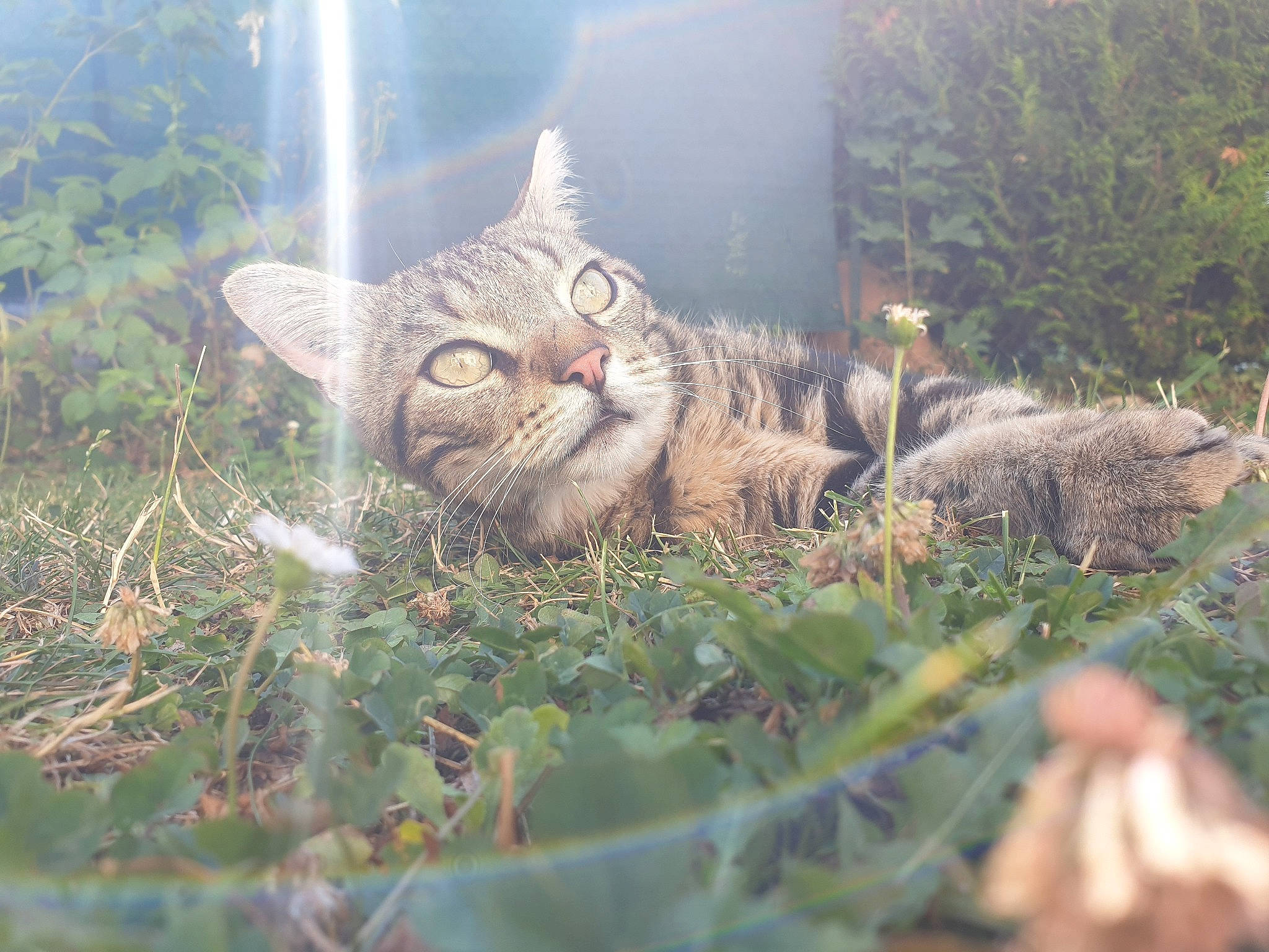 Pixel