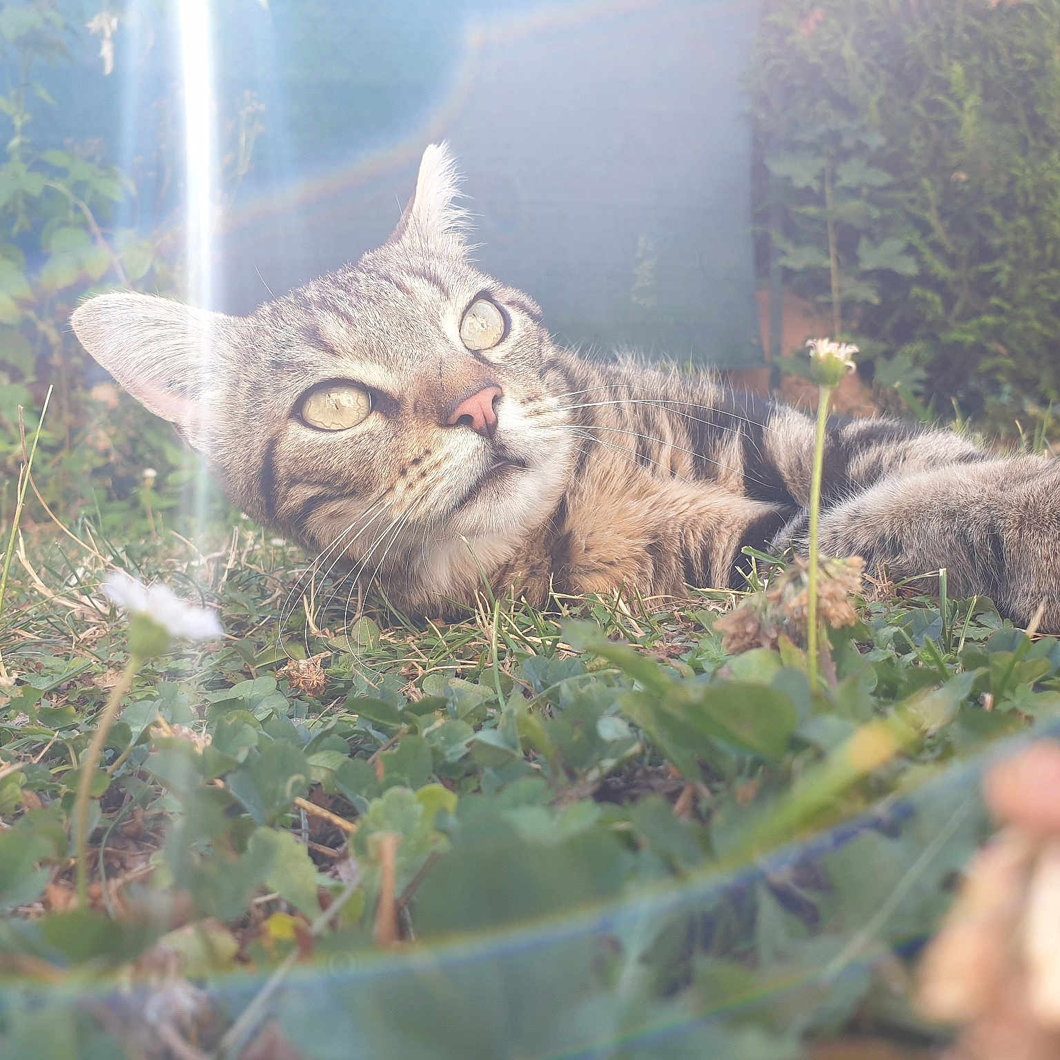 Pixel