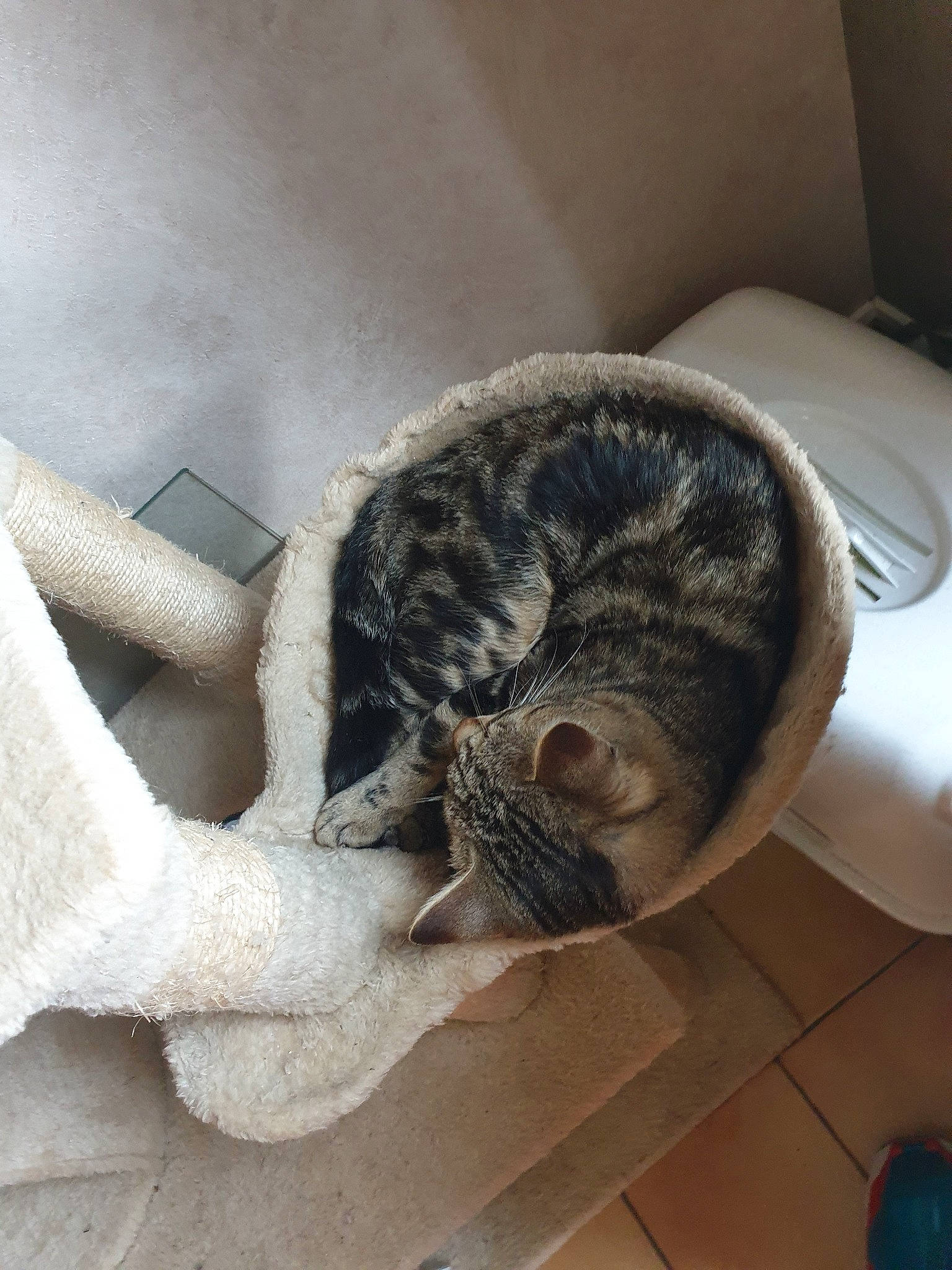 Pixel participe au concours pour gagner de l'argent avec cette photo : canidae, carnivore, cat, dragon_li, ear, european_shorthair, fawn, felidae, fur, small_to_medium_sized_cats, tabby_cat, tail, whiskers