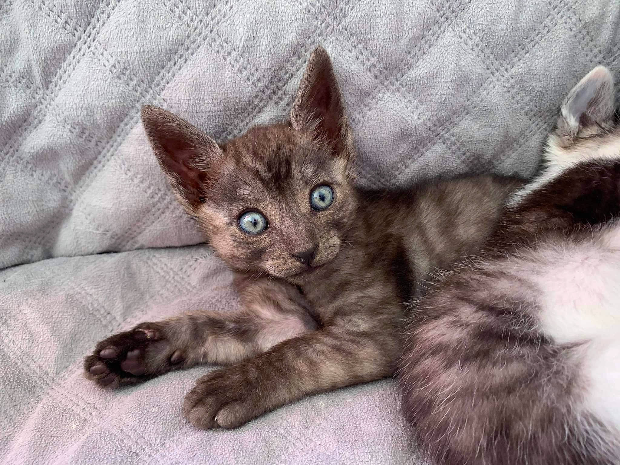 Sphinx