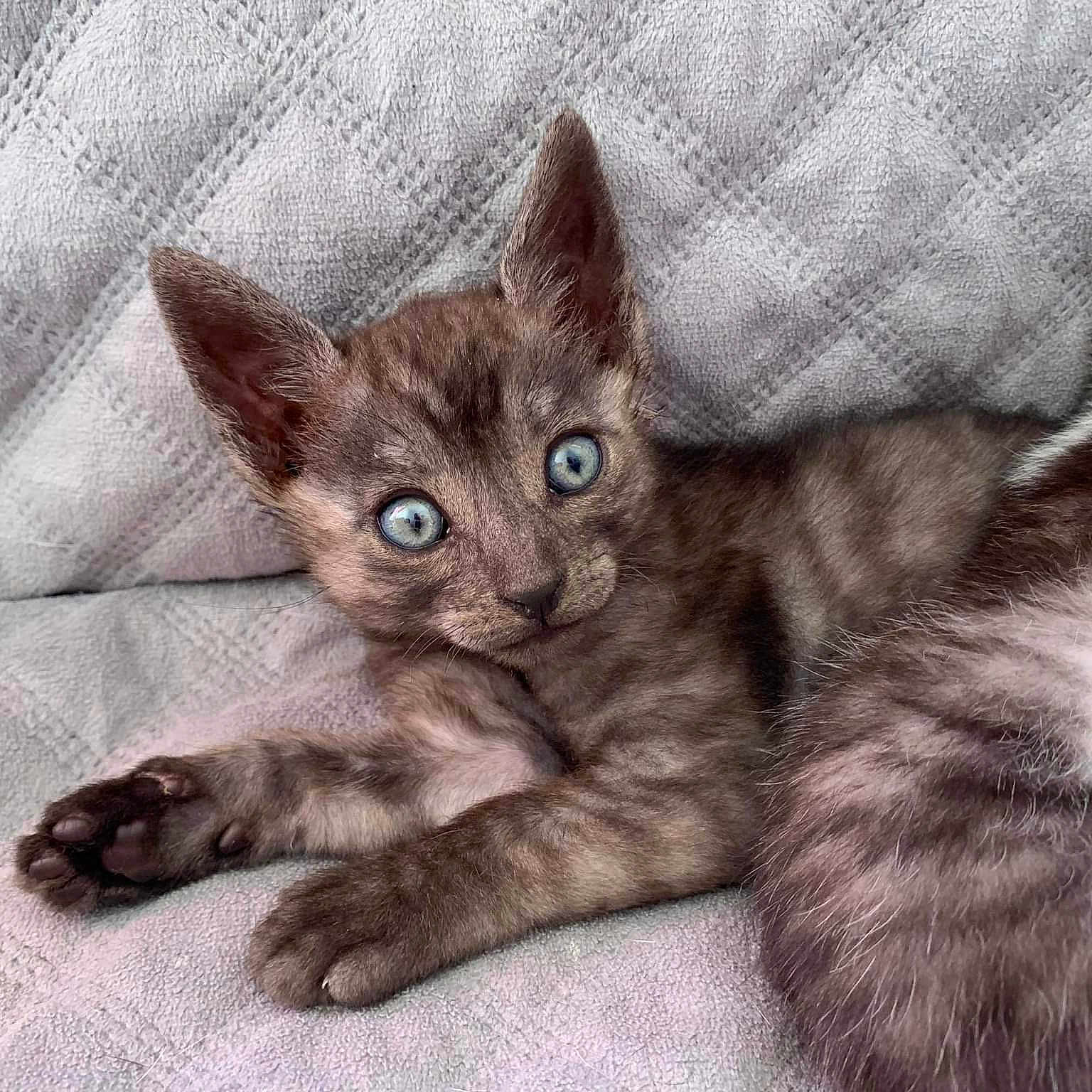Sphinx