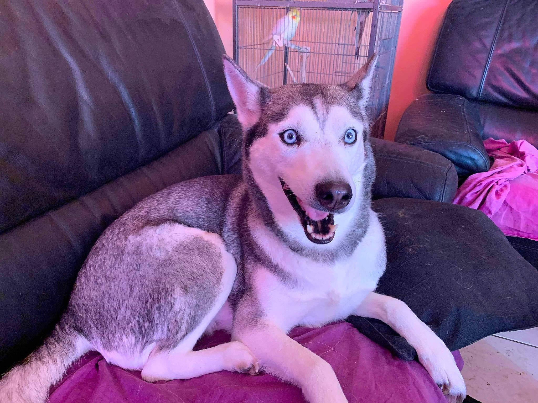 Heidi