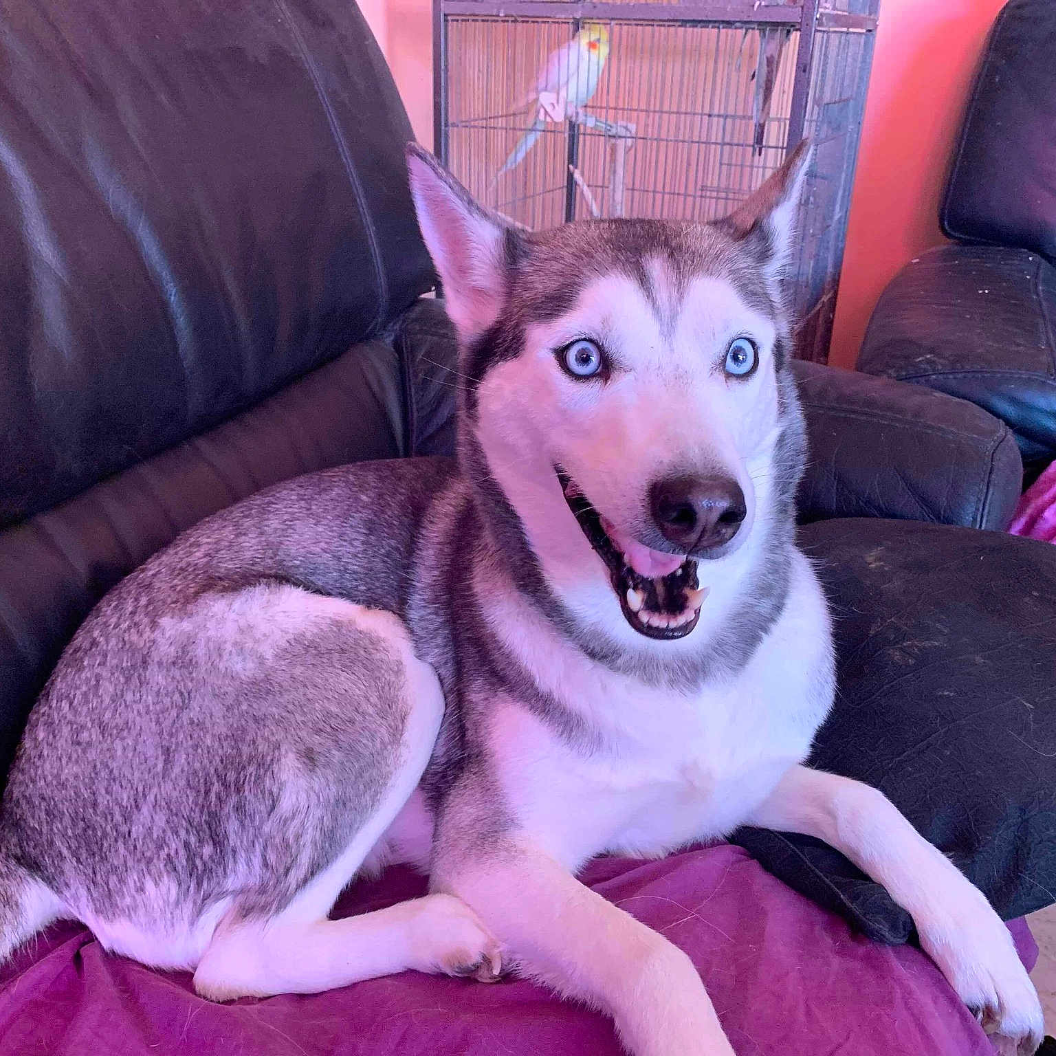 Heidi
