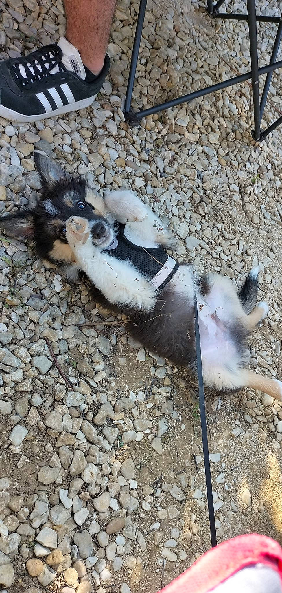 Maverick participe au concours pour gagner de l'argent avec cette photo : art, canidae, carnivore, cobblestone, dog_breed, fawn, fur, livestock, non_sporting_group, shadow, snout, soil, sporting_group, tail, terrestrial_animal, wildlife, working_animal