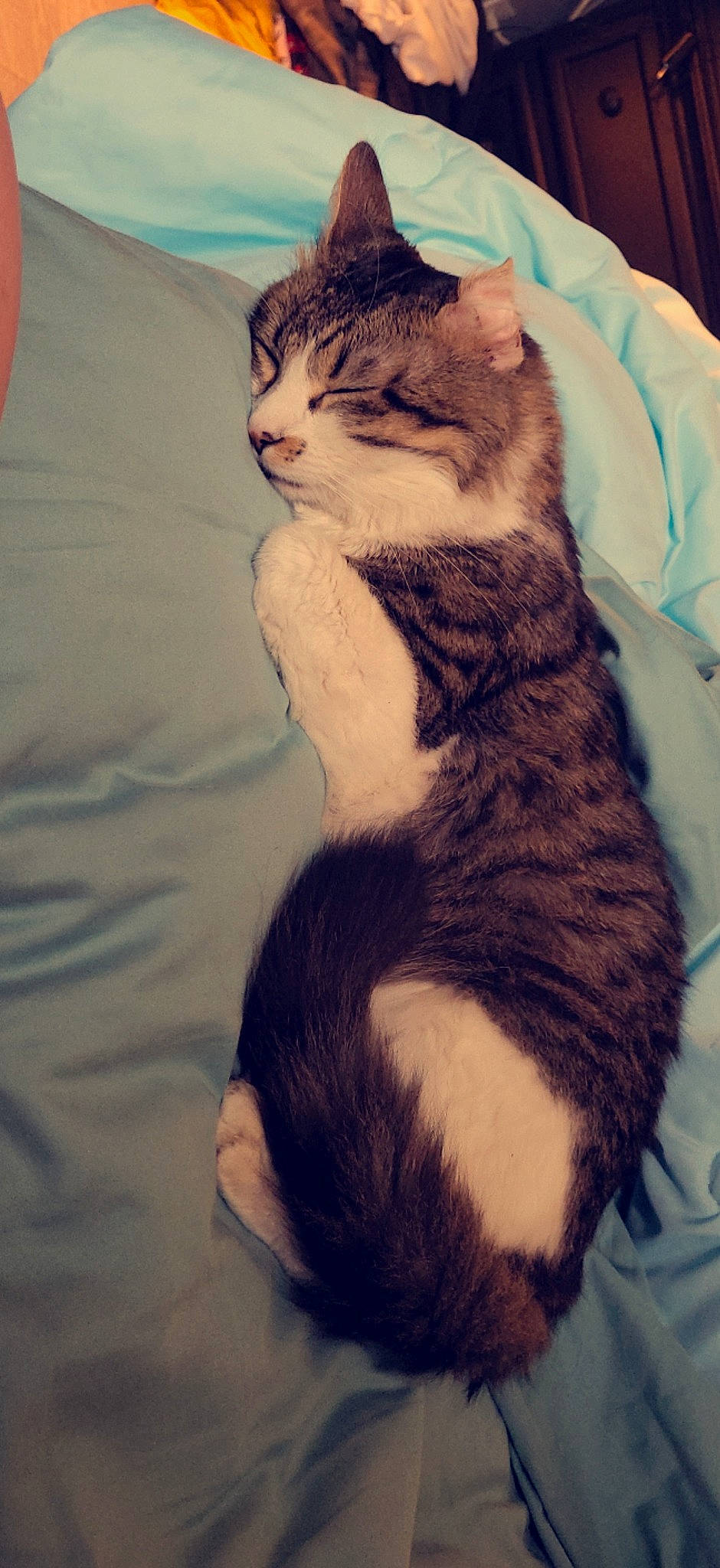 Tiger joined the competition — help win amazing prizes! carnivore, cat, comfort, domestic_short_haired_cat, eye, felidae, formal_wear, fur, hair, head, paw, sitting, small_to_medium_sized_cats, snout, tail, terrestrial_animal, whiskers, window