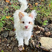 Angus joined the competition — help win amazing prizes! dog, puppy, white_fur, fluffy, curly_fur, small_dog, outdoors, nature, creek, stream, water, rocks, pebbles, leaves, grass, woodland, standing, tail_up, portrait, animal