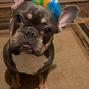 Kobe is registered to the contest to win money with this photo: dog, french_bulldog, party_hat, pet, indoor, carpet, brown, cute, animal, ears, face, looking_up, floor, household, small_dog, sitting, domestic, companion, colorful, celebration