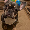 dog, french_bulldog, party_hat, pet, indoor, carpet, brown, cute, animal, ears, face, looking_up, floor, household, small_dog, sitting, domestic, companion, colorful, celebration