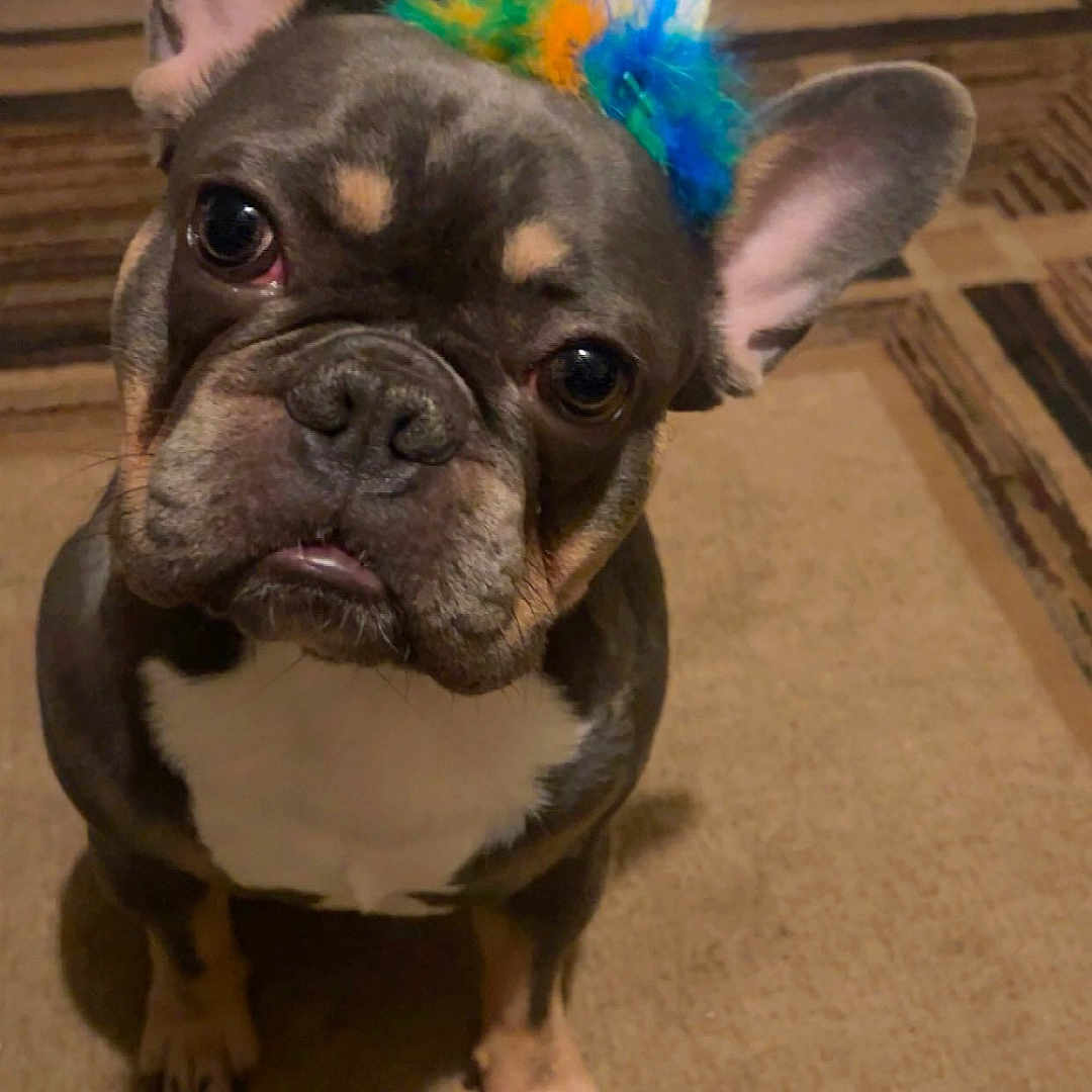 Kobe is registered to the contest to win money with this photo: dog, french_bulldog, party_hat, pet, indoor, carpet, brown, cute, animal, ears, face, looking_up, floor, household, small_dog, sitting, domestic, companion, colorful, celebration