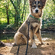 Alaska a rejoint le concours — aidez-le/la à gagner de superbes lots ! dog, animal, outdoor, nature, forest, water, sand, collar, leash, pet, canine, sitting, sunlight, greenery, trees, river, adventure, cute, portrait, daylight