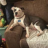 dog, pit_bull, pet, couch, living_room, indoors, lying_down, relaxed, white_and_gray, collar, name_tag, oakley, pillow, blanket, snack_bag, cap, furniture, cozy, portrait, home_decor