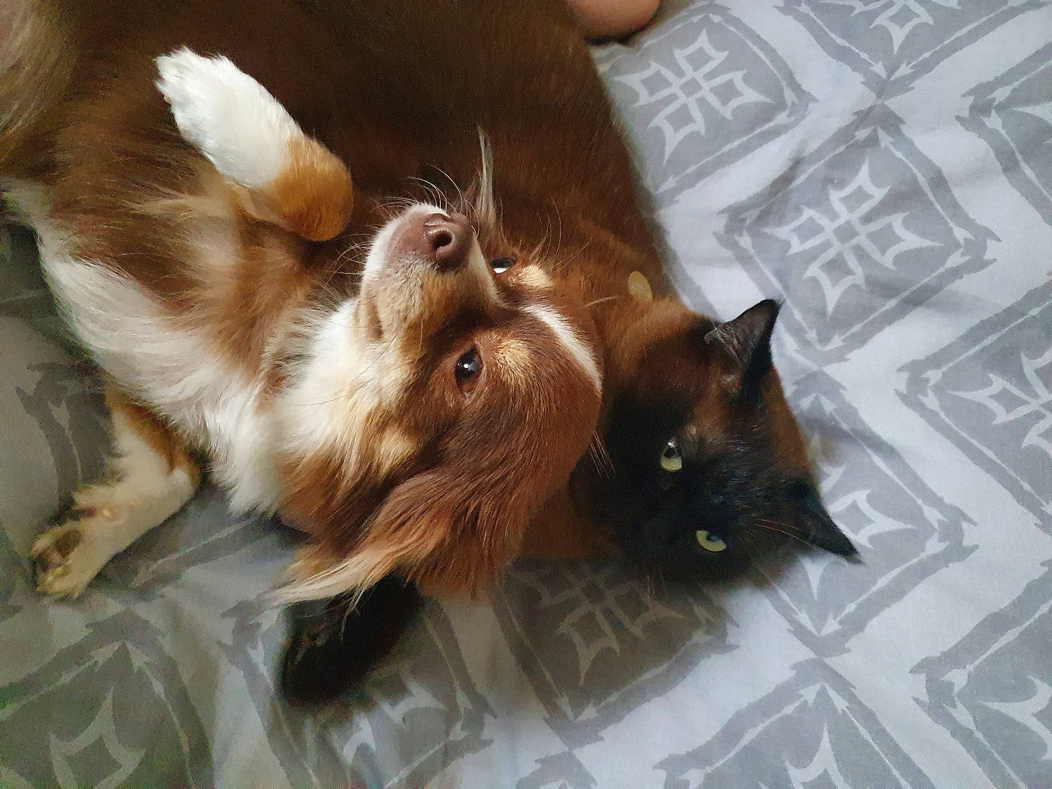 Neron participe au concours pour gagner de l'argent avec cette photo : carnivore, cat, claw, domestic_long_haired_cat, fawn, felidae, fur, mammal, norwegian_forest_cat, ragamuffin, small_to_medium_sized_cats, somali, whiskers