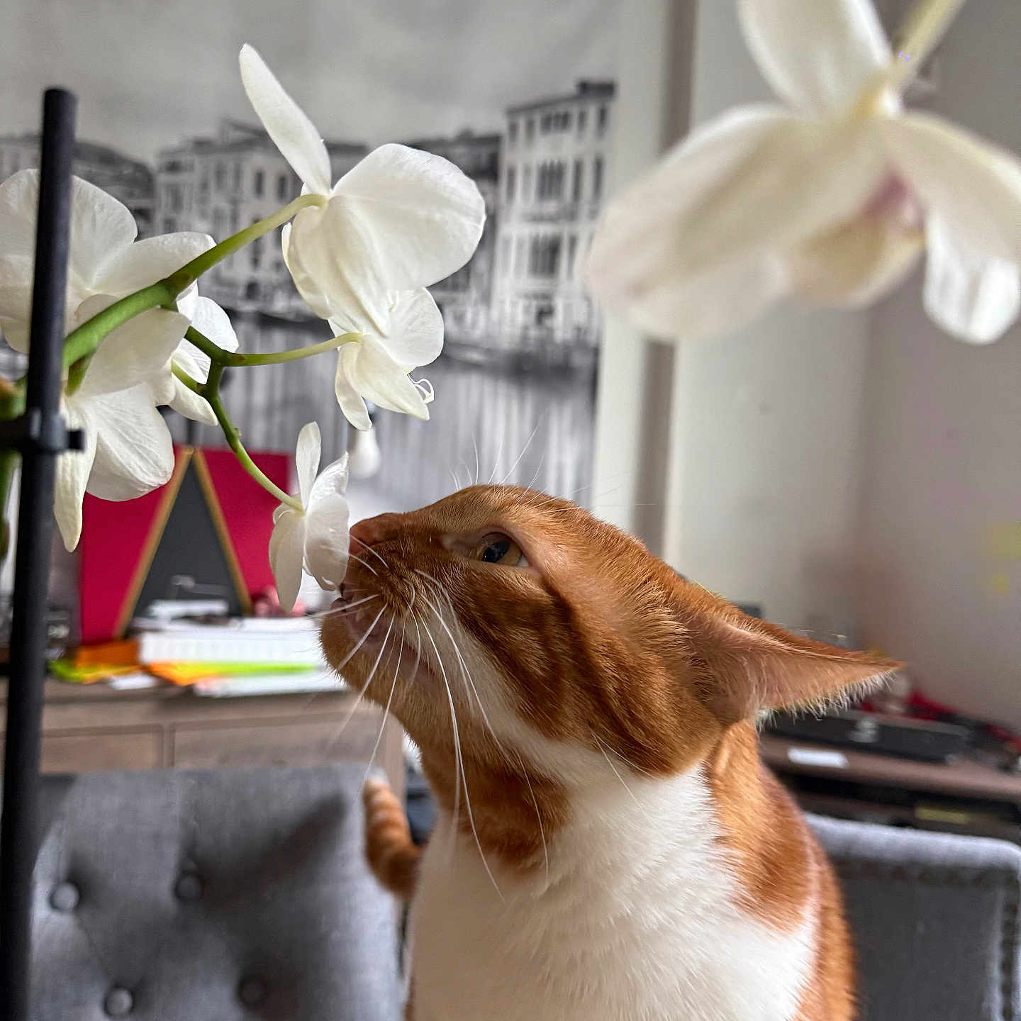 Rocky is registered to the contest to win money with this photo: background, cat, chair, close_up, curious, decor, feline, flower, head, indoor, nose, orange_cat, orchid, pet, photograph, plant, table, tufted_chair, whiskers, white_cat