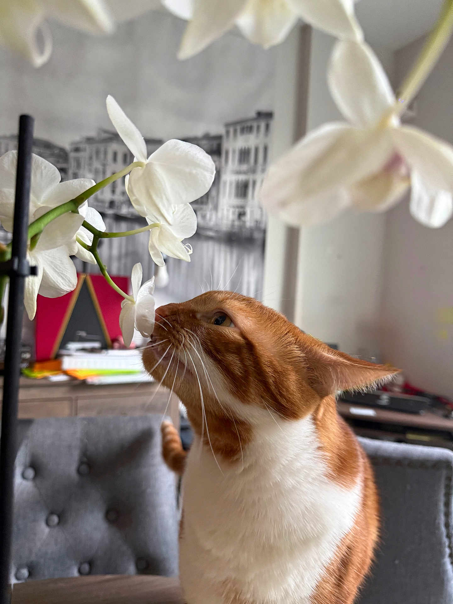 Rocky is registered to the contest to win money with this photo: cat, orange_cat, white_cat, flower, orchid, indoor, curious, pet, feline, plant, table, chair, tufted_chair, decor, photograph, background, close_up, whiskers, nose, head