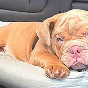 Saint is registered to the contest to win money with this photo: animal, bulldog, car, close_up, cushion, dog, ears, eyes, face, interior, lying_down, nose, paws, pet, portrait, puppy, relaxed, seat, sleepy, wrinkled