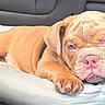 animal, bulldog, car, close_up, cushion, dog, ears, eyes, face, interior, lying_down, nose, paws, pet, portrait, puppy, relaxed, seat, sleepy, wrinkled