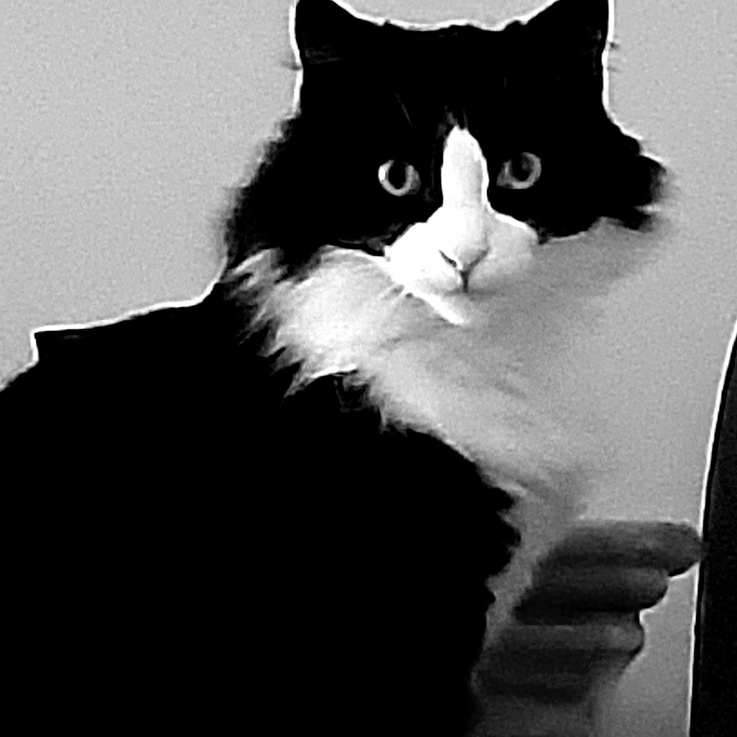 Pitchou a rejoint le concours — aidez-le/la à gagner de superbes lots ! abyssinian, angora, animal, blackcat, cat, kitten, manx, pet, snout, stencil