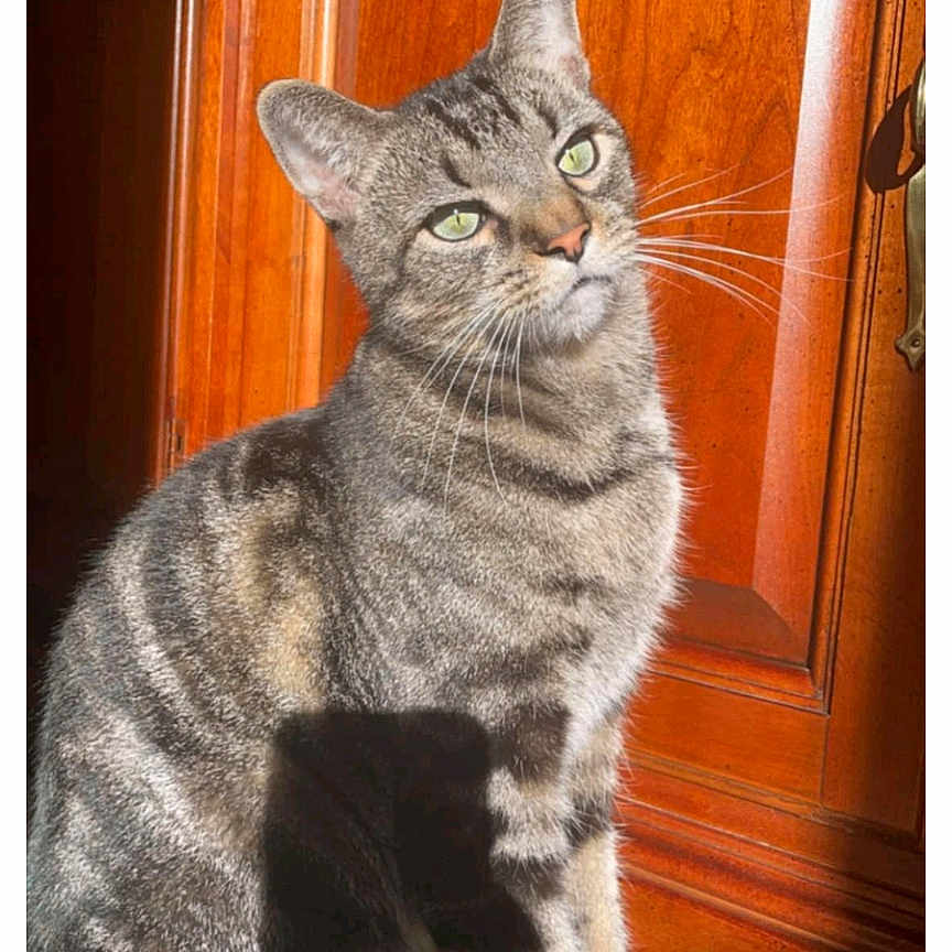 Camo is registered to the contest to win money with this photo: abyssinian, animal, architecture, building, cabinet, cat, closet, cupboard, door, drawer, furniture, hardwood, indoors, interiordesign, kitten, manx, pet, plywood, stainedwood, wood