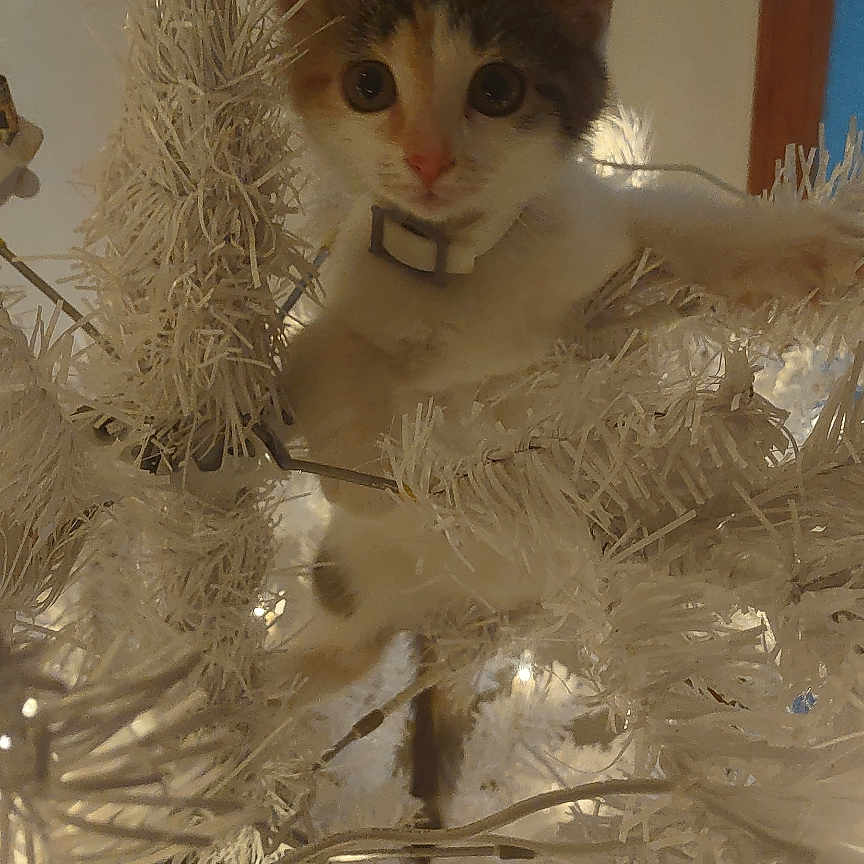 Peanut joined the competition — help win amazing prizes! abyssinian, accessories, animal, cat, christmas, christmasdecorations, christmastree, crystal, featherboa, festival, ice, kitten, light, lighting, manx, nature, outdoors, pet, snow, wood