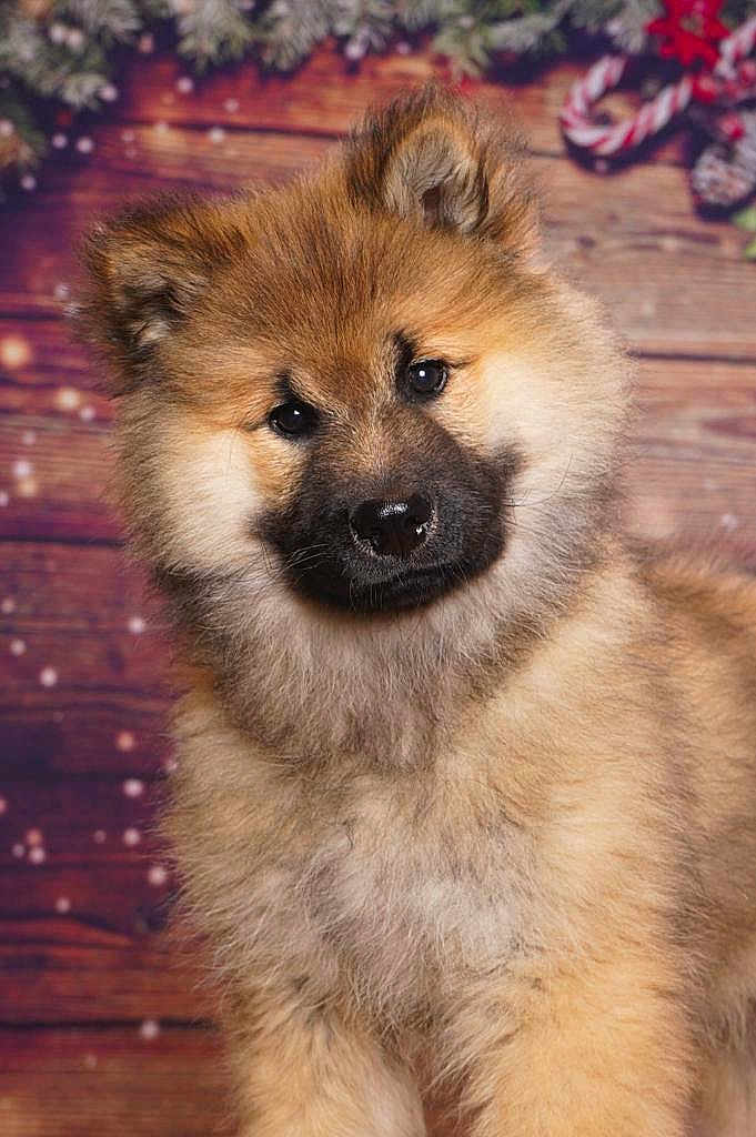 Olympe a rejoint le concours — aidez-le/la à gagner de superbes lots ! puppy, dog, fluffy, head_tilt, curious, brown, black_nose, holiday, festive, wooden_background, greenery, candy_cane, cute, portrait, animal, pet, fur, young_dog, indoors, christmas