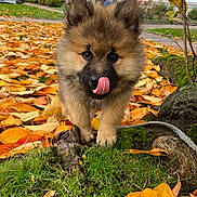 Olympe a rejoint le concours — aidez-le/la à gagner de superbes lots ! puppy, dog, tongue_out, autumn, fall_leaves, grass, tree_root, outdoor, cute, fluffy, pet, nature, young_dog, playful, brown_fur, black_nose, close_up, animal, park, seasonal