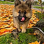 puppy, dog, tongue_out, autumn, fall_leaves, grass, tree_root, outdoor, cute, fluffy, pet, nature, young_dog, playful, brown_fur, black_nose, close_up, animal, park, seasonal