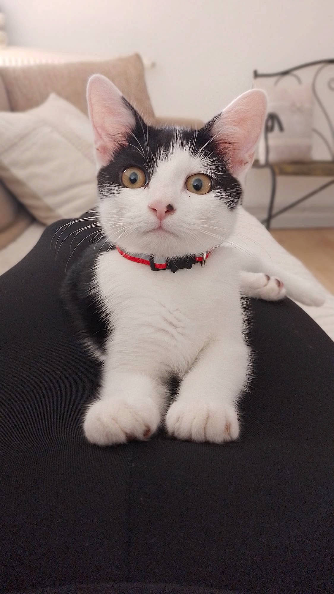 Ringo a rejoint le concours — aidez-le/la à gagner de superbes lots ! carnivore, cat, comfort, domestic_short_haired_cat, eye, eyelash, felidae, flooring, fur, head, human_body, leg, monochrome_photography, paw, sitting, small_to_medium_sized_cats, snout, tail, whiskers