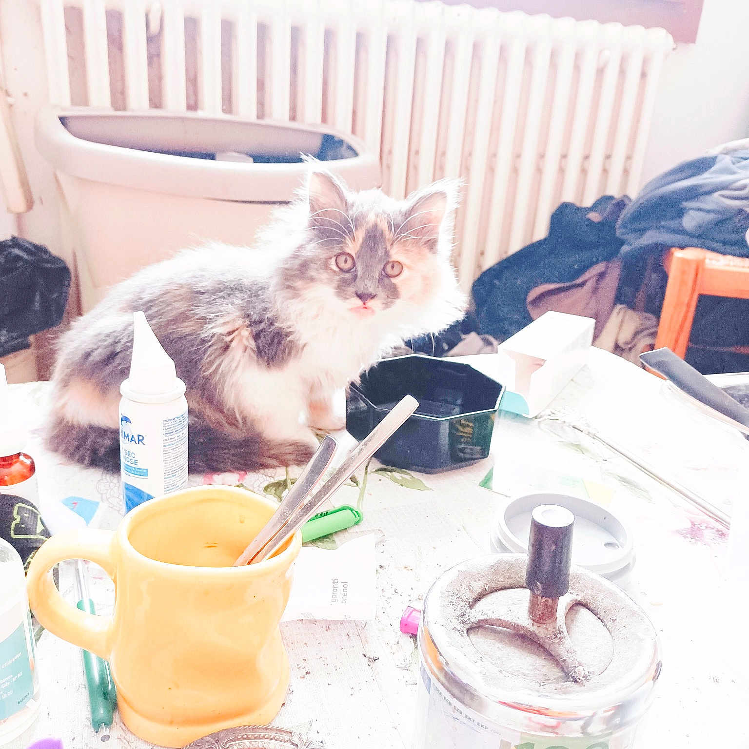 Hulotte participe au concours pour gagner de l'argent avec cette photo : carnivore, cat, cup, curtain, domestic_short_haired_cat, drink, drinking, drinkware, felidae, fur, household_supply, paint, room, serveware, small_to_medium_sized_cats, table, tail, water, whiskers, window_blind