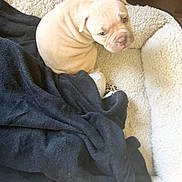 Missy joined the competition — help win amazing prizes! puppy, dog, bed, blanket, cozy, fur, pet, animal, cute, wrinkles, indoor, soft, small, young, sleeping_area, comfort, looking, curious, resting, light_color