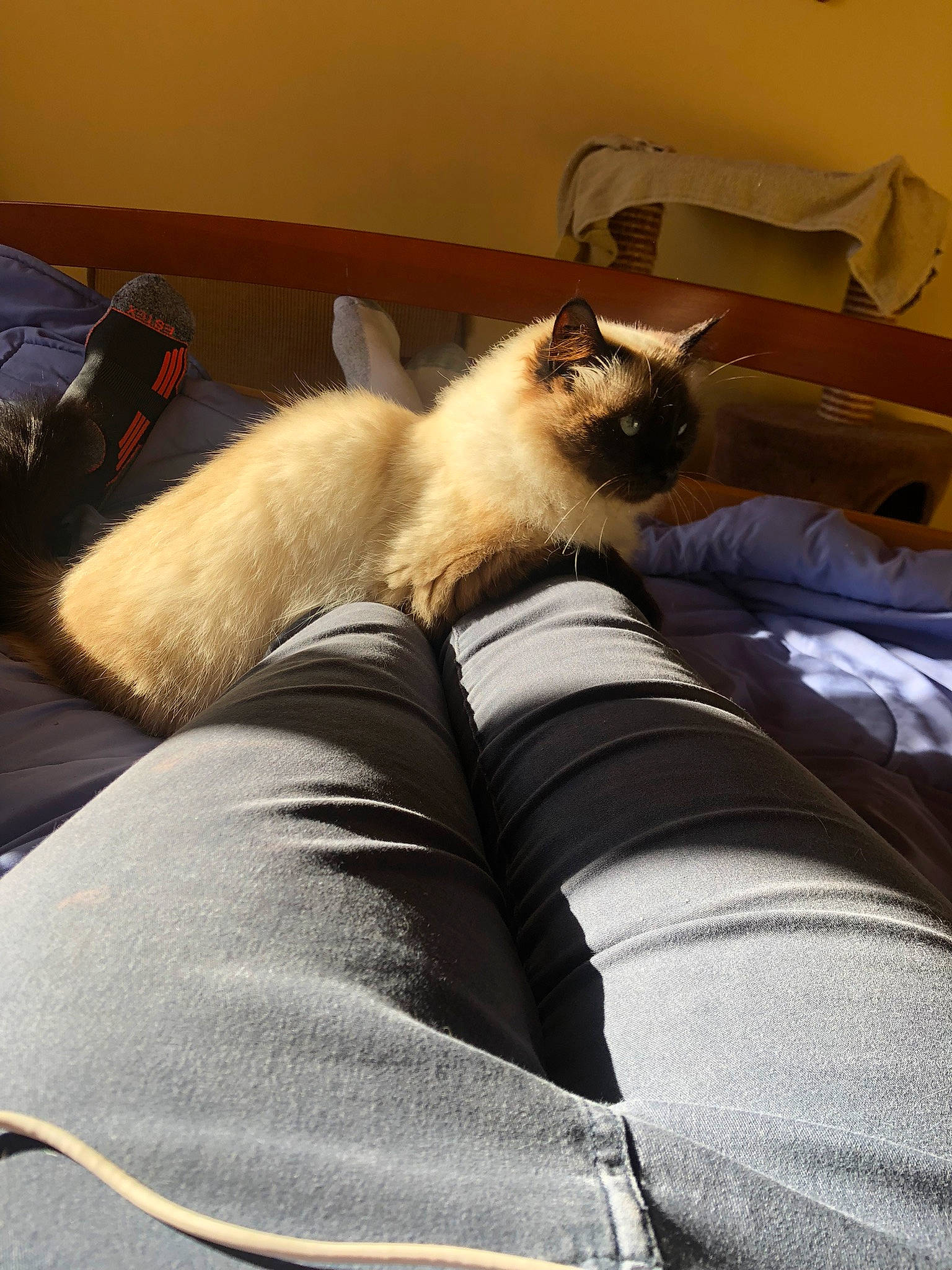 Maya participe au concours pour gagner de l'argent avec cette photo : balinese, birman, carnivore, cat, comfort, companion_dog, fawn, felidae, fur, linens, nap, room, siamese, small_to_medium_sized_cats, tail, terrestrial_animal, thai, tints_and_shades, tonkinese, whiskers