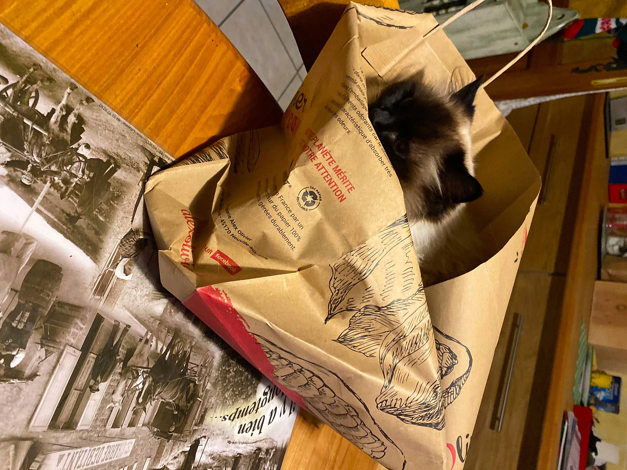 Maya a rejoint le concours — aidez-le/la à gagner de superbes lots ! advertising, brand, cardboard, carmine, carton, fashion_accessory, felidae, flooring, font, fur, packaging_and_labeling, paper, paper_product, pattern, publication, retail, small_to_medium_sized_cats, triangle, visual_arts, wood