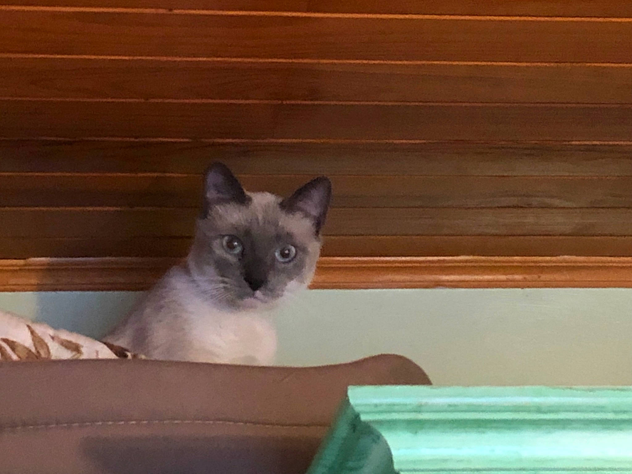 Caramel a rejoint le concours — aidez-le/la à gagner de superbes lots ! balinese, birman, carnivore, cat, comfort, domestic_short_haired_cat, eye, fawn, felidae, fur, hardwood, plank, siamese, small_to_medium_sized_cats, snout, tail, varnish, whiskers, wood, wood_stain