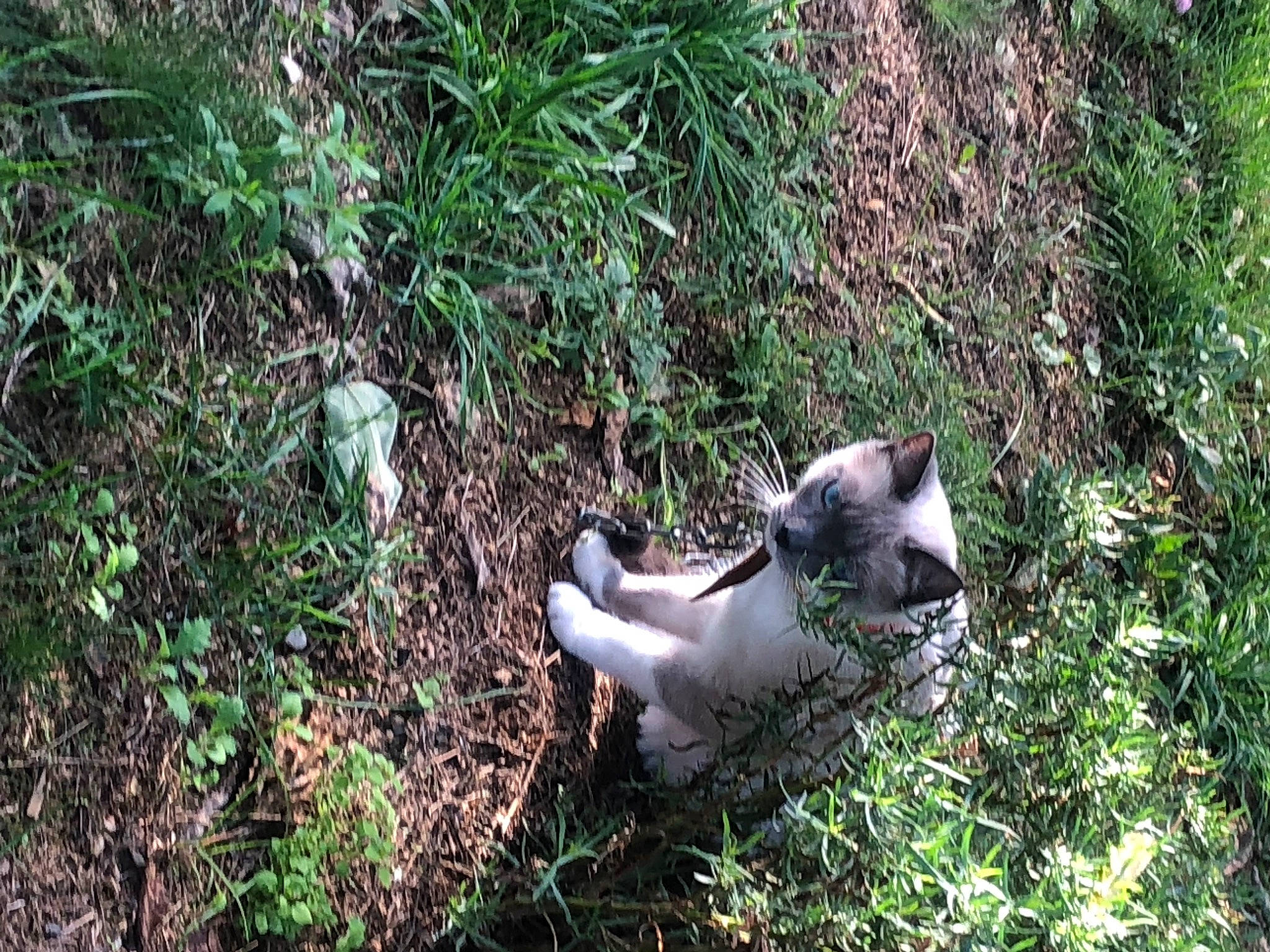 Caramel participe au concours pour gagner de l'argent avec cette photo : canidae, carnivore, cat, dog_breed, fawn, felidae, grass, groundcover, jungle, paw, plant, shrubland, small_to_medium_sized_cats, soil, tail, terrestrial_animal, trunk, whiskers, wildlife, wood