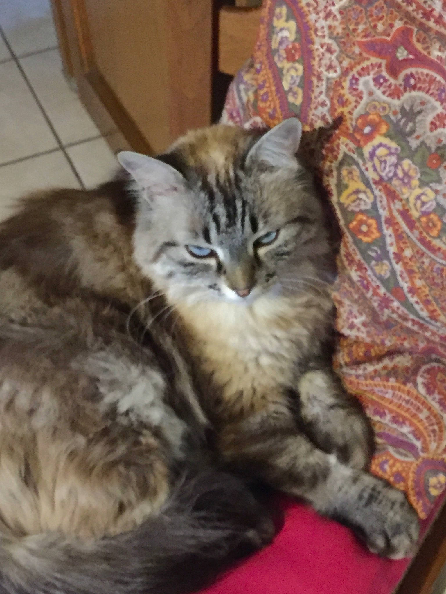 Câline a rejoint le concours — aidez-le/la à gagner de superbes lots ! asian, asian_semi_longhair, carnivore, cat, cymric, domestic_long_haired_cat, domestic_short_haired_cat, dragon_li, european_shorthair, felidae, fur, kitten, maine_coon, mammal, norwegian_forest_cat, siberian, small_to_medium_sized_cats, tabby_cat, vertebrate, whiskers