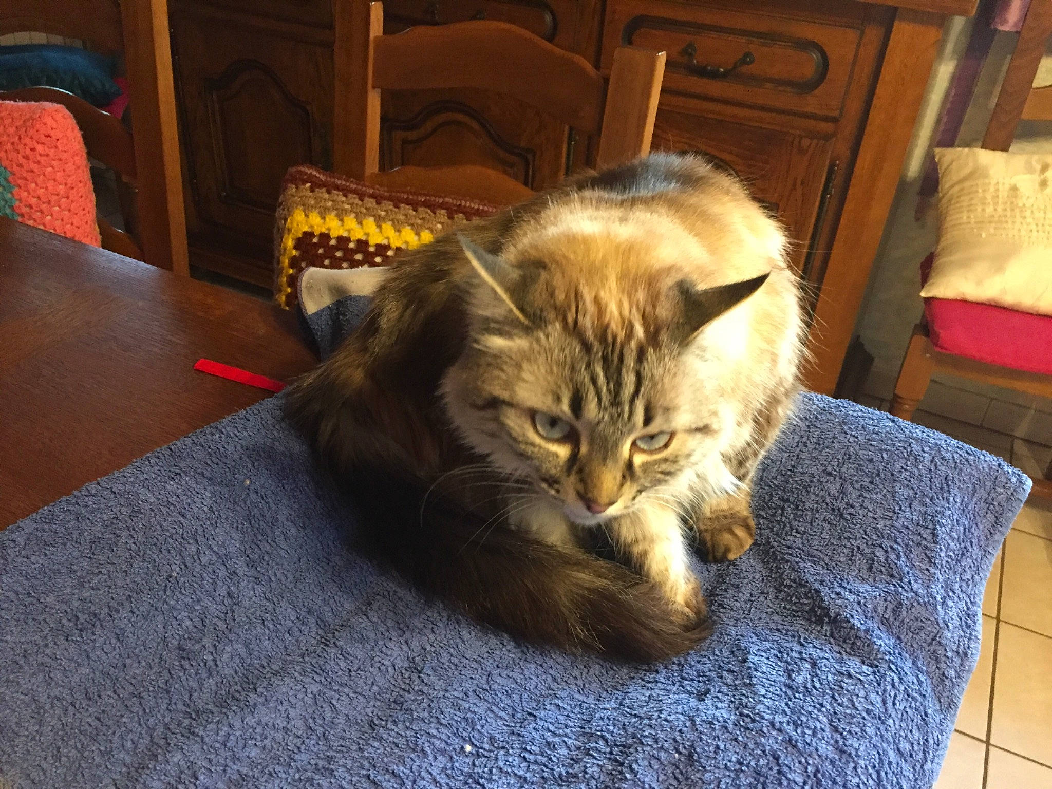 Câline a rejoint le concours — aidez-le/la à gagner de superbes lots ! asian, carnivore, cat, cymric, domestic_long_haired_cat, domestic_short_haired_cat, european_shorthair, fawn, felidae, fur, kitten, maine_coon, mammal, pixie_bob, small_to_medium_sized_cats, somali, tabby_cat, vertebrate, whiskers, wood