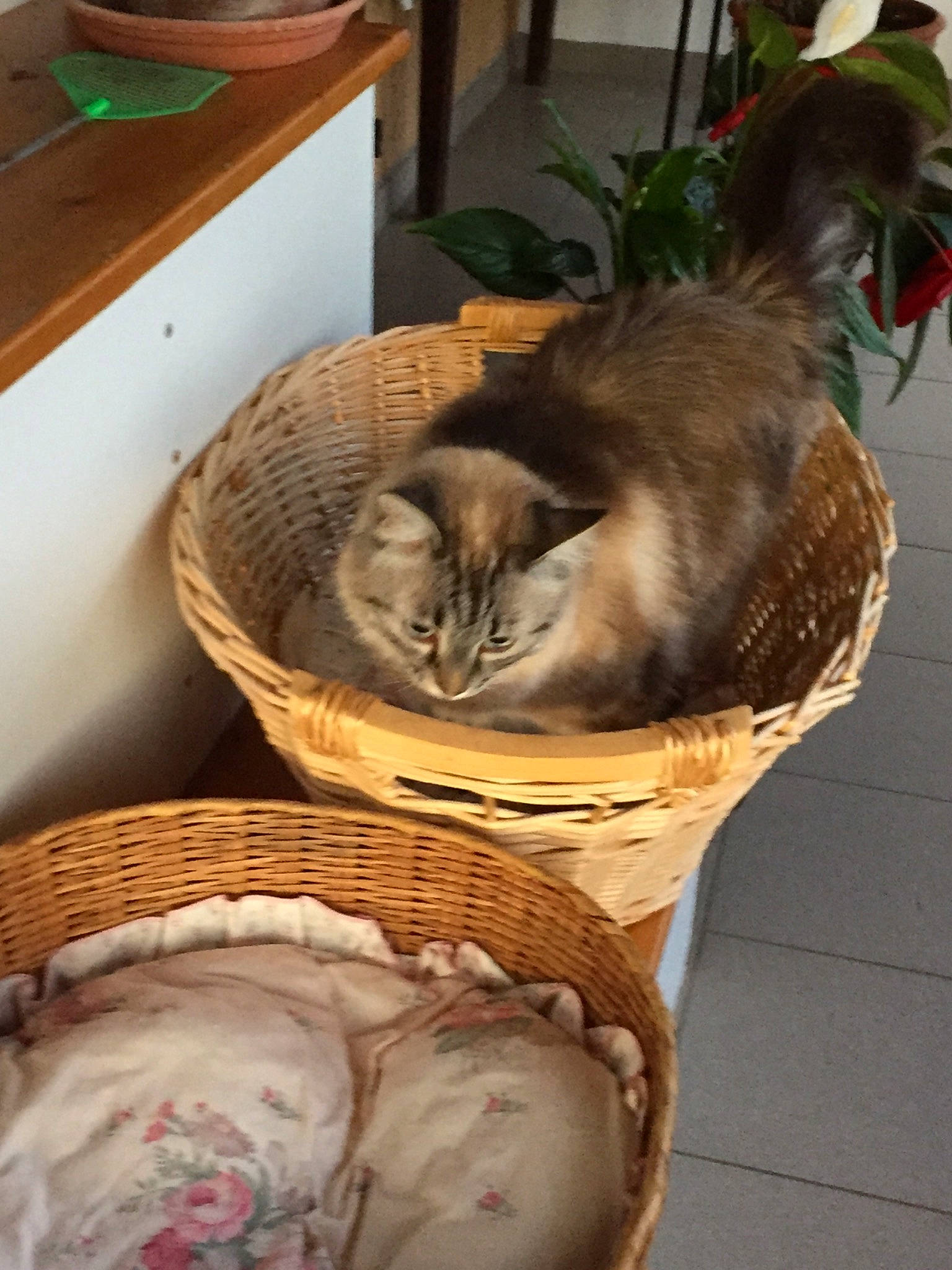 Câline participe au concours pour gagner de l'argent avec cette photo : carnivore, cat, domestic_short_haired_cat, european_shorthair, felidae, kitten, small_to_medium_sized_cats, whiskers