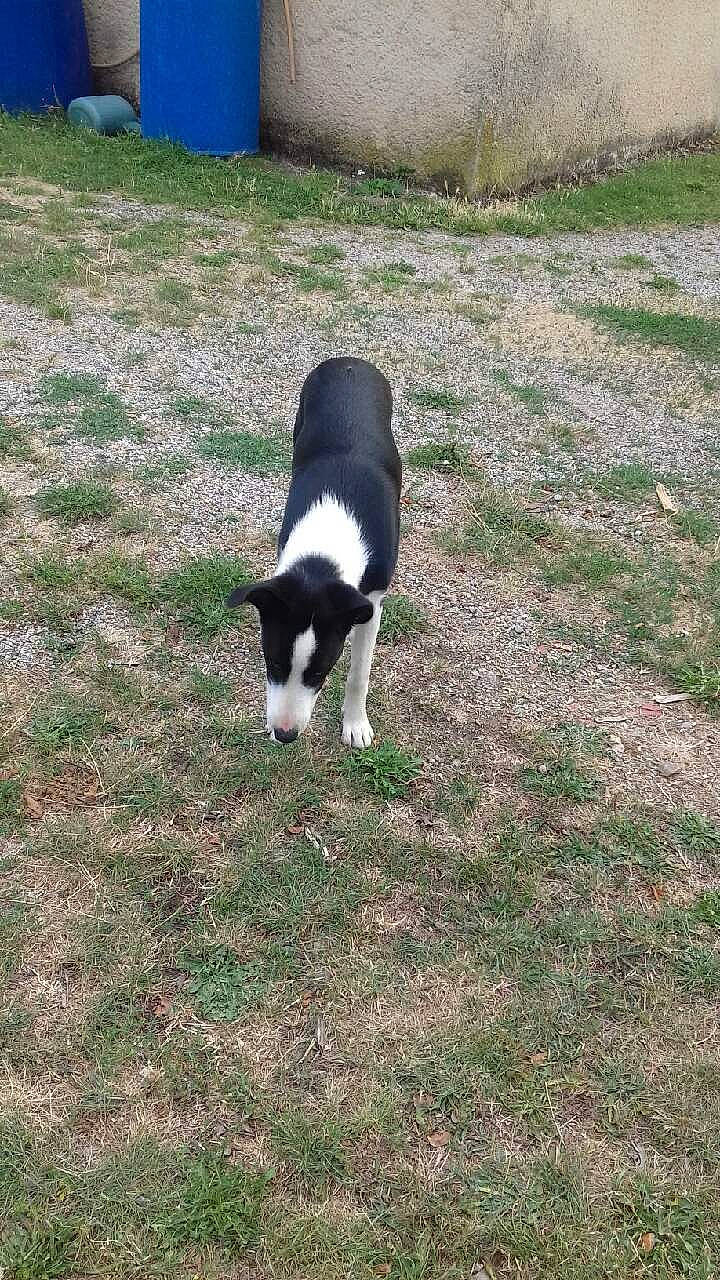 Bergère participe au concours pour gagner de l'argent avec cette photo : border_collie, boston_terrier, canidae, carnivore, dog, dog_breed, grass, karelian_bear_dog, mammal, mcnab, non_sporting_group, sporting_group, tail, vertebrate