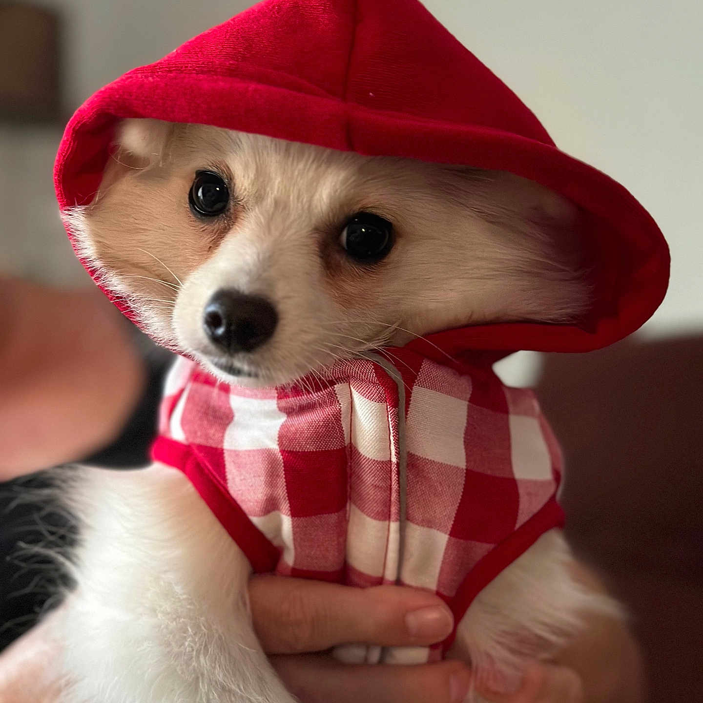 Channel participe au concours pour gagner de l'argent avec cette photo : animal, canine, cap, clothing, dog, eskimodog, face, hat, head, hood, hoodie, knitwear, person, pet, photography, portrait, puppy, sweater, sweatshirt, whitedog