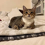 Nellie is registered to the contest to win money with this photo: cat, tabby, pet, indoor, blanket, pillow, bed, fur, animal, feline, resting, cute, comfort, cozy, home, window, air_conditioner, curious, looking, relaxed